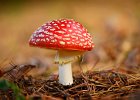 Mike Smith - Fly Agaric Amanita Muscaria.jpg